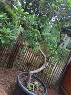 rhododendron, Ophalen