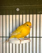 Kanarie mannetje 4 maand oud, Dieren en Toebehoren, Mannelijk, Zangkanarie