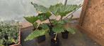 Bio Rabarber planten, Tuin en Terras, Planten | Tuinplanten, Ophalen