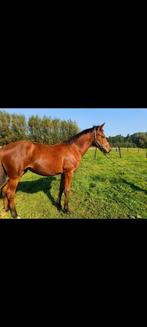 Sportveulen, Dieren en Toebehoren, Paarden, Merrie