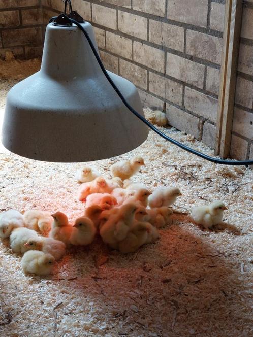 Vakantieaanbieding: 36 + 12 Poule de Bresse-kuikens, Dieren en Toebehoren, Pluimvee | Toebehoren, Nieuw, Ophalen