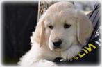 Golden Retriever pups, Dieren en Toebehoren, Honden | Retrievers, Spaniëls en Waterhonden, Golden retriever, België, CDV (hondenziekte)