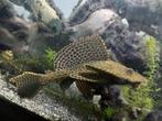 Volwassen pleco vrouw 25-30 cm, Dieren en Toebehoren, Vissen | Aquariumvissen