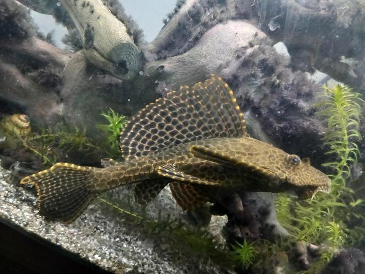 Volwassen pleco vrouw 25-30 cm, Dieren en Toebehoren, Vissen | Aquariumvissen