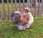 Zijdehoender haan, Dieren en Toebehoren, Kip
