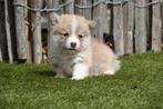 Prachtige Welsh corgi Pembroke pups, Dieren en Toebehoren, België, Overige rassen, CDV (hondenziekte), 8 tot 15 weken