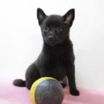 Schipperke - Chiots belges à vendre, Animaux & Accessoires, Chiens | Bergers & Bouviers, Commerçant, Autres races, 8 à 15 semaines