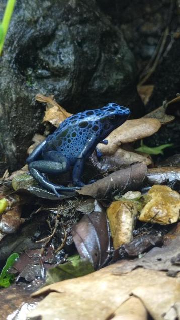 Dendrobates tinctorius azureus koppel beschikbaar voor biedingen