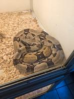 Couples boa constrictor constrictor guyana f1, Animaux & Accessoires, Reptiles & Amphibiens