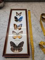 Kader met 5 vlinders- taxidermie, Verzamelen, Ophalen of Verzenden, Zo goed als nieuw