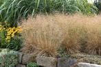 Deschampsia, Tuin en Terras, Planten | Tuinplanten, Ophalen, Halfschaduw