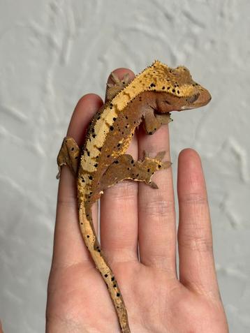 Wimpergekko mannetje beschikbaar voor biedingen