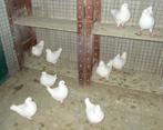 Witte Kingduiven TT Kwaliteit kweekrijp SUPERKOOPJE, Dieren en Toebehoren, Meerdere dieren, Overige soorten