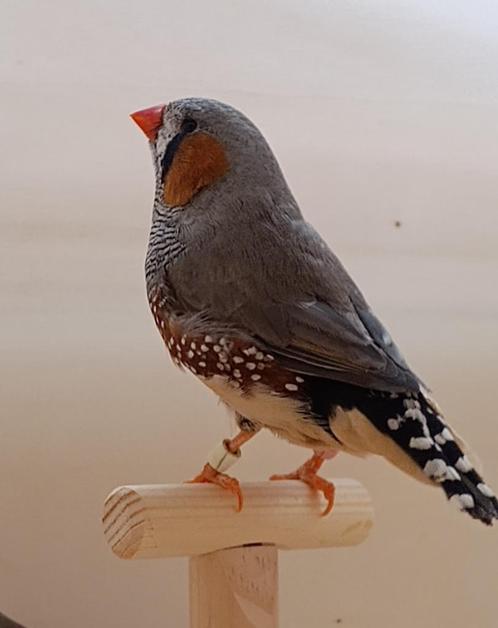 charcoal zebravinken split mannen, Dieren en Toebehoren, Vogels | Overige Vogels, Tropenvogel, Mannelijk, Tam, Geringd