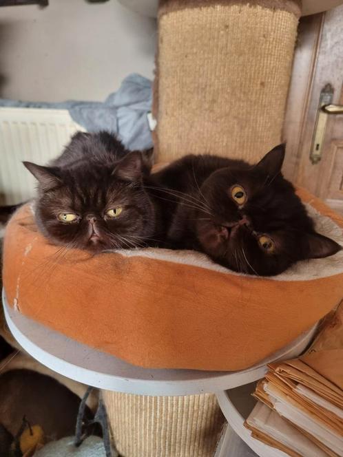 Chocolate exotic poes, Dieren en Toebehoren, Katten en Kittens | Raskatten | Korthaar, Poes, 3 tot 5 jaar, Met stamboom, Gechipt