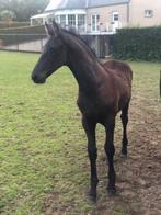 Fries Hengstenveulen, Dieren en Toebehoren, Hengst, Gechipt, 0 tot 2 jaar