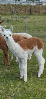 Alpaca pap fles hengstje, Dieren en Toebehoren, Schapen, Geiten en Varkens