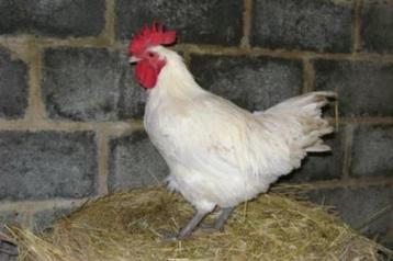 Raszuivere Poule de Bresse hanen beschikbaar voor biedingen