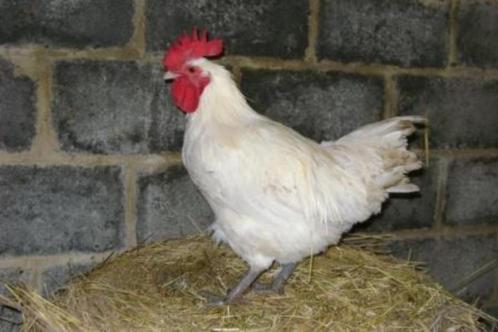 Raszuivere Poule de Bresse hanen, Dieren en Toebehoren, Pluimvee, Kip, Mannelijk