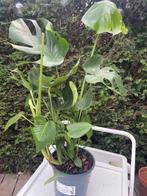 Monstera deliciosa, Ophalen of Verzenden