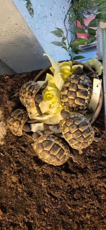 Griekse landschildpadden nakweek 2019 en 2022 beschikbaar voor biedingen