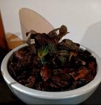 Jewel orchids, Huis en Inrichting, Kamerplanten, Ophalen