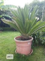 Vredespalm / Cycas Revoluta, Vaste plant, Bloeit niet, Halfschaduw, Ophalen