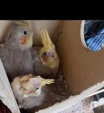 3 baby valkparkieten. Kerngezond, Dieren en Toebehoren