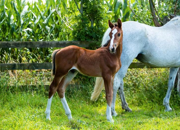 Elegant springefokt veulen, Dieren en Toebehoren, Paarden