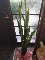 nr 2 ,  SANSEVERIA (vrouwentong), Enlèvement