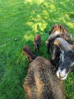Soay schaap lam(#2), Dieren en Toebehoren, Schapen, Geiten en Varkens, Meerdere dieren, Schaap, 0 tot 2 jaar
