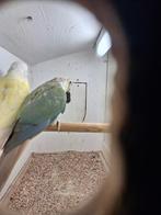 pyrrhura, Dieren en Toebehoren