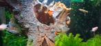 Mooie guppy's, Dieren en Toebehoren, Vissen | Aquariumvissen, Vis, Zoetwatervis, Schoolvis