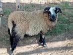 schapen, Dieren en Toebehoren, Overige Dieren, April, Mannelijk