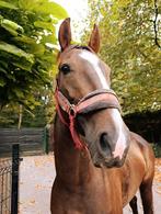 Paard te koop, Débourré, Vermifugé, Moins de 160 cm, Cheval de récréation
