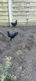 Ayam cemani haantjes 2024, Dieren en Toebehoren, Pluimvee