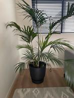 Grote huiskamerplant Kentia Palm, Ophalen, Palm