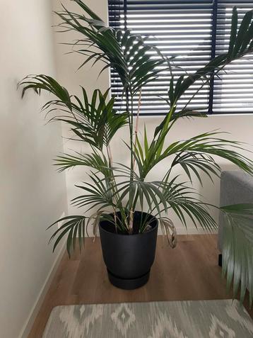 Grote huiskamerplant Kentia Palm beschikbaar voor biedingen