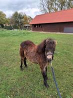 Veulen mini paartje, Dieren en Toebehoren, Merrie