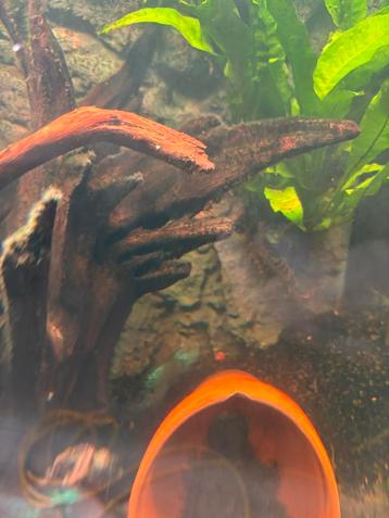 Rubrichromis lifalilli beschikbaar voor biedingen
