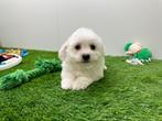 Nestje Bichon Frisé pups, België, Overige rassen, CDV (hondenziekte), 8 tot 15 weken