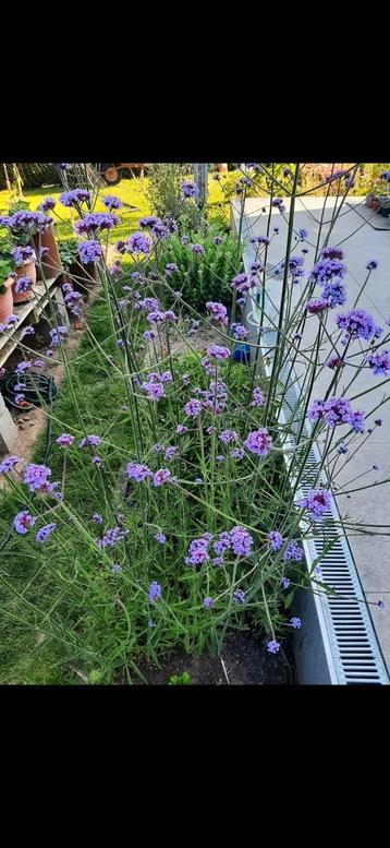 Plantjes Verbena of ijzerhard , winterhard  beschikbaar voor biedingen