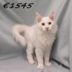 Maine Coon - Prachtige kittens te koop, Dieren en Toebehoren, Meerdere dieren, Gechipt, 0 tot 2 jaar