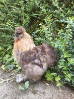Zijdehoen haantje of koppeltje, Dieren en Toebehoren, Pluimvee, Meerdere dieren, Kip