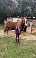 Poulain Paint Pleins Papiers, Dieren en Toebehoren, Paarden