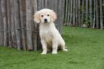 Prachtige Golden retriever pups, Dieren en Toebehoren, Golden retriever, België, CDV (hondenziekte), 8 tot 15 weken