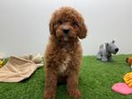 Cavapoo pups F1, Dieren en Toebehoren, Honden | Niet-rashonden, België, Reu, 8 tot 15 weken, Parvo