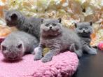 britse korthaar kittens blauwe met stamboom, Dieren en Toebehoren, Meerdere dieren, 0 tot 2 jaar, Met stamboom