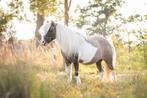 Nmprs amha paardjes merries en hengstveulen, Dieren en Toebehoren, Merrie, Gechipt, Niet van toepassing, A pony (tot 1.17m)