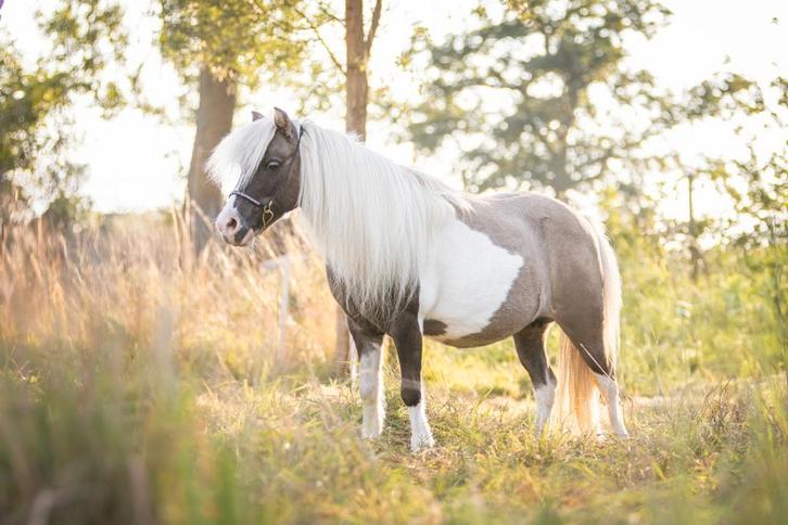 Nmprs amha paardjes merries en hengstveulen, Dieren en Toebehoren, Pony's, Merrie, Niet van toepassing, A pony (tot 1.17m), 3 tot 6 jaar